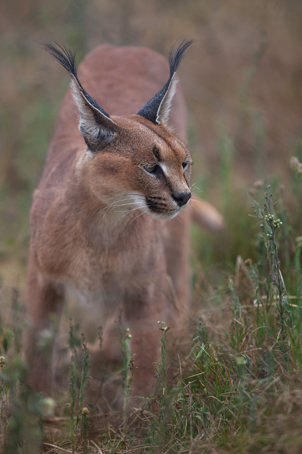 caracal story