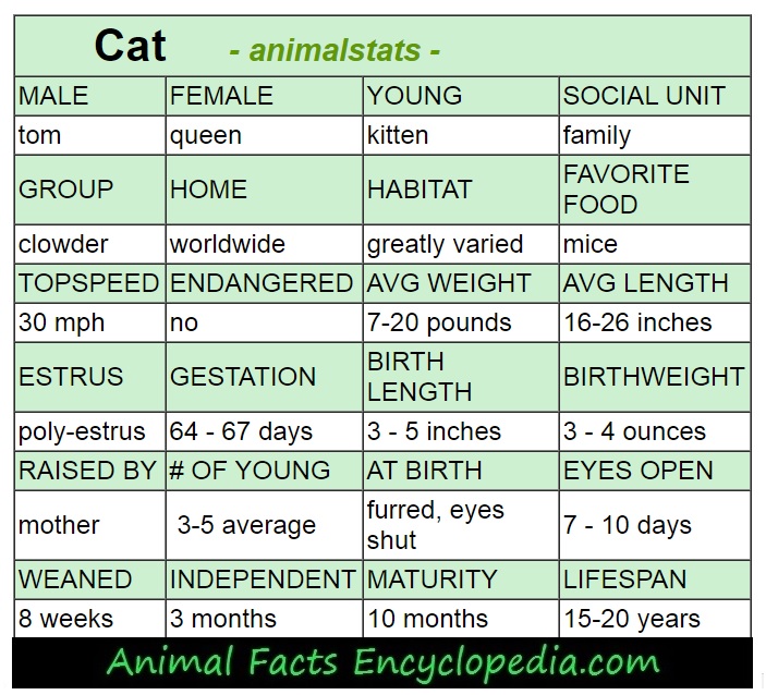 walrus animal stats