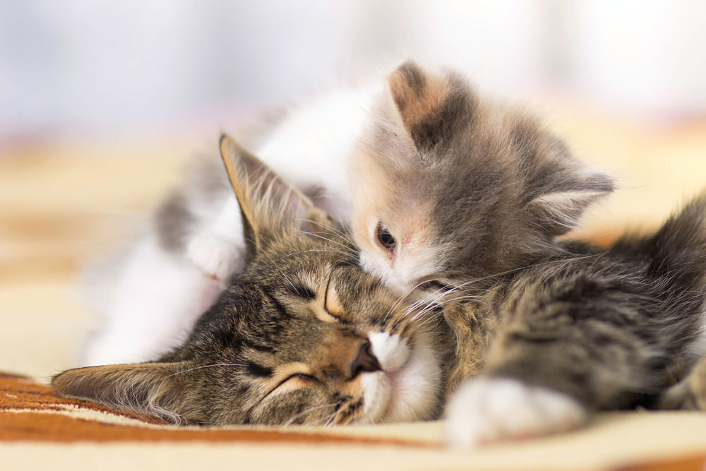 Maine Coon Cat mother and baby