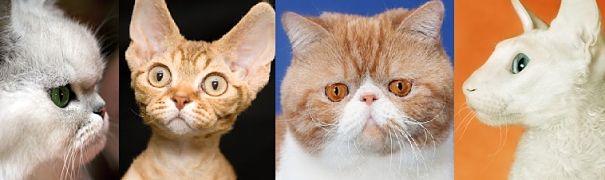 diverse skulls - Persian, Devon Rex, Exotic Shorthair, Cornish Rex