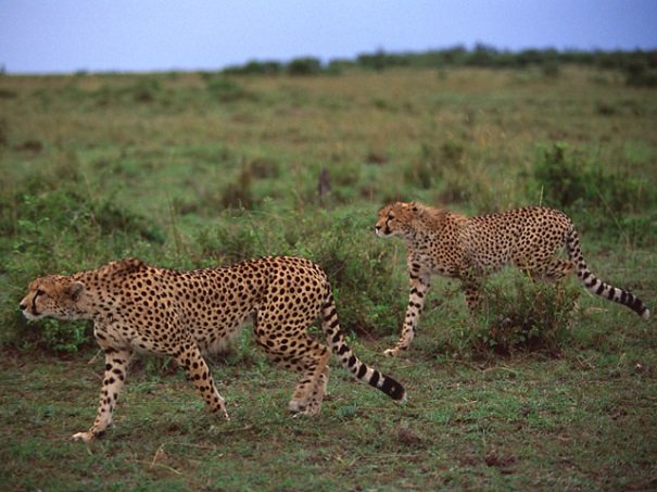 cheetahs stalking