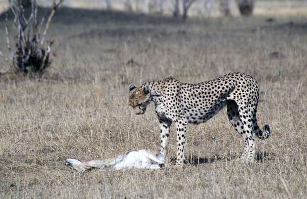 exhausted cheetah