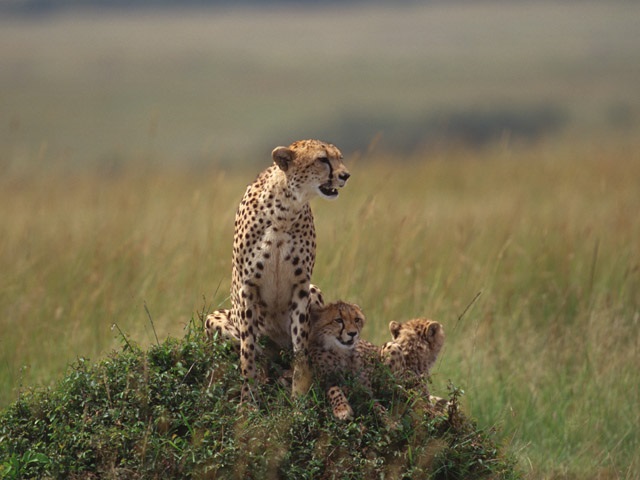 zebra mother and baby