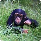 Chimp Facts