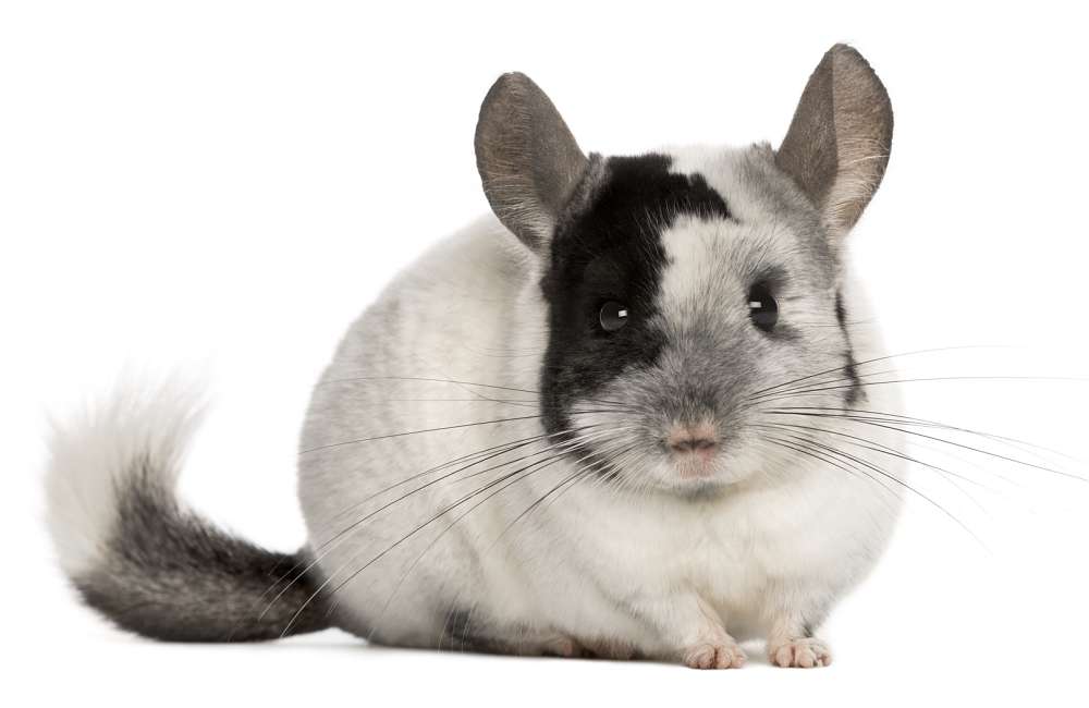 black and white chinchilla