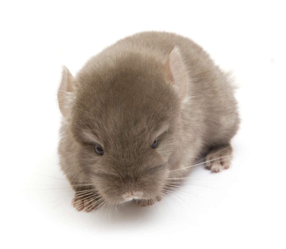 baby chinchilla