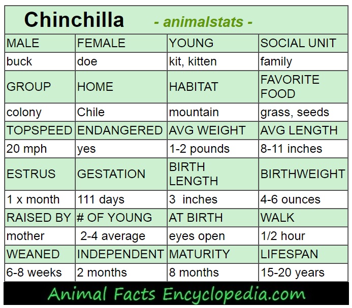 chinchilla information