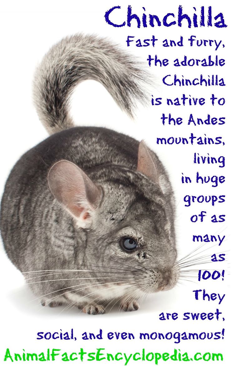 chinchilla info