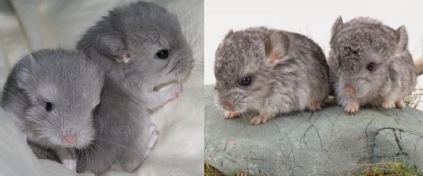 chinchilla babies