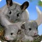 chinchilla facts