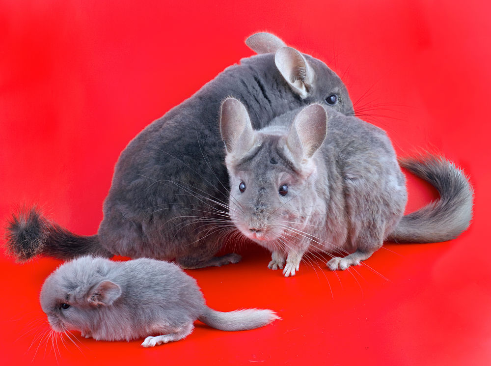 chinchilla family