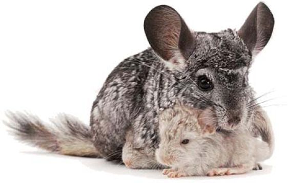 chinchilla mother and babies