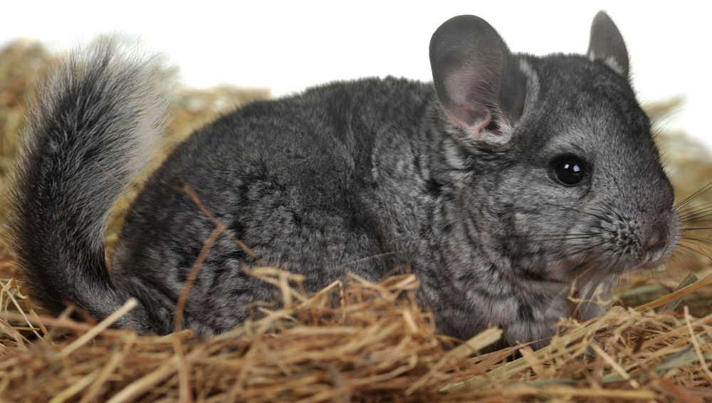 chinchilla in straw