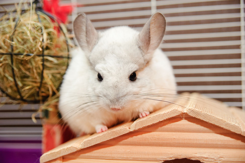 pet white chinchilla