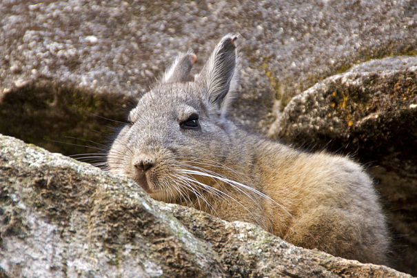 wild chinchilla