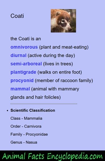 coati-facts