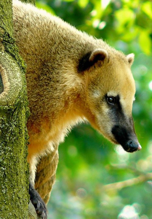 Coati portrait