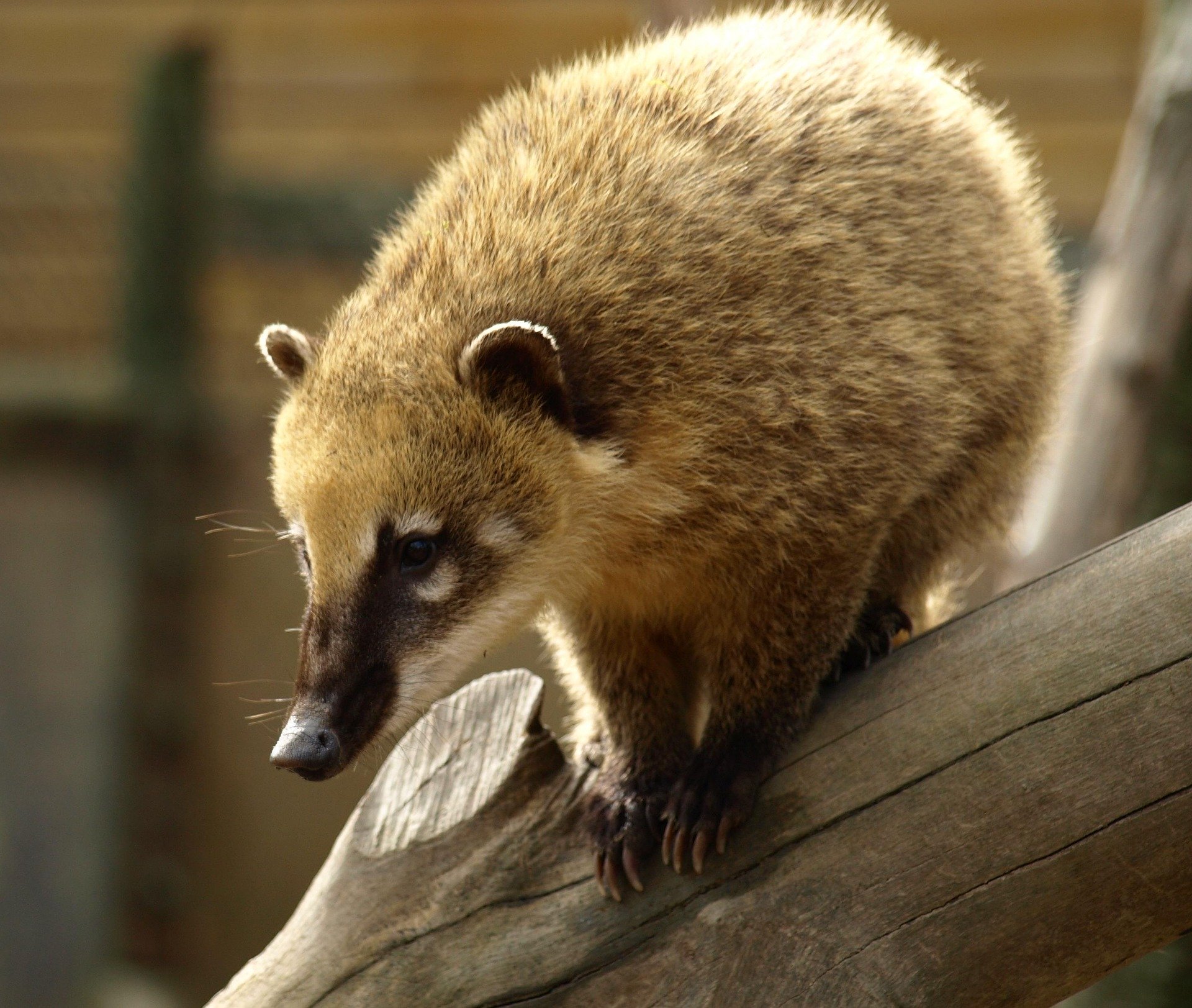 beautiful coatimundi