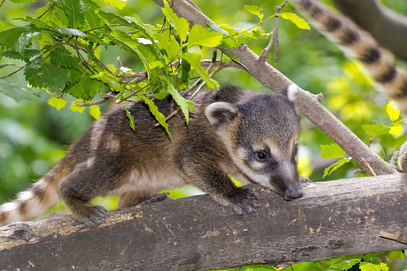 Mexican raccoon or Snookum bear baby