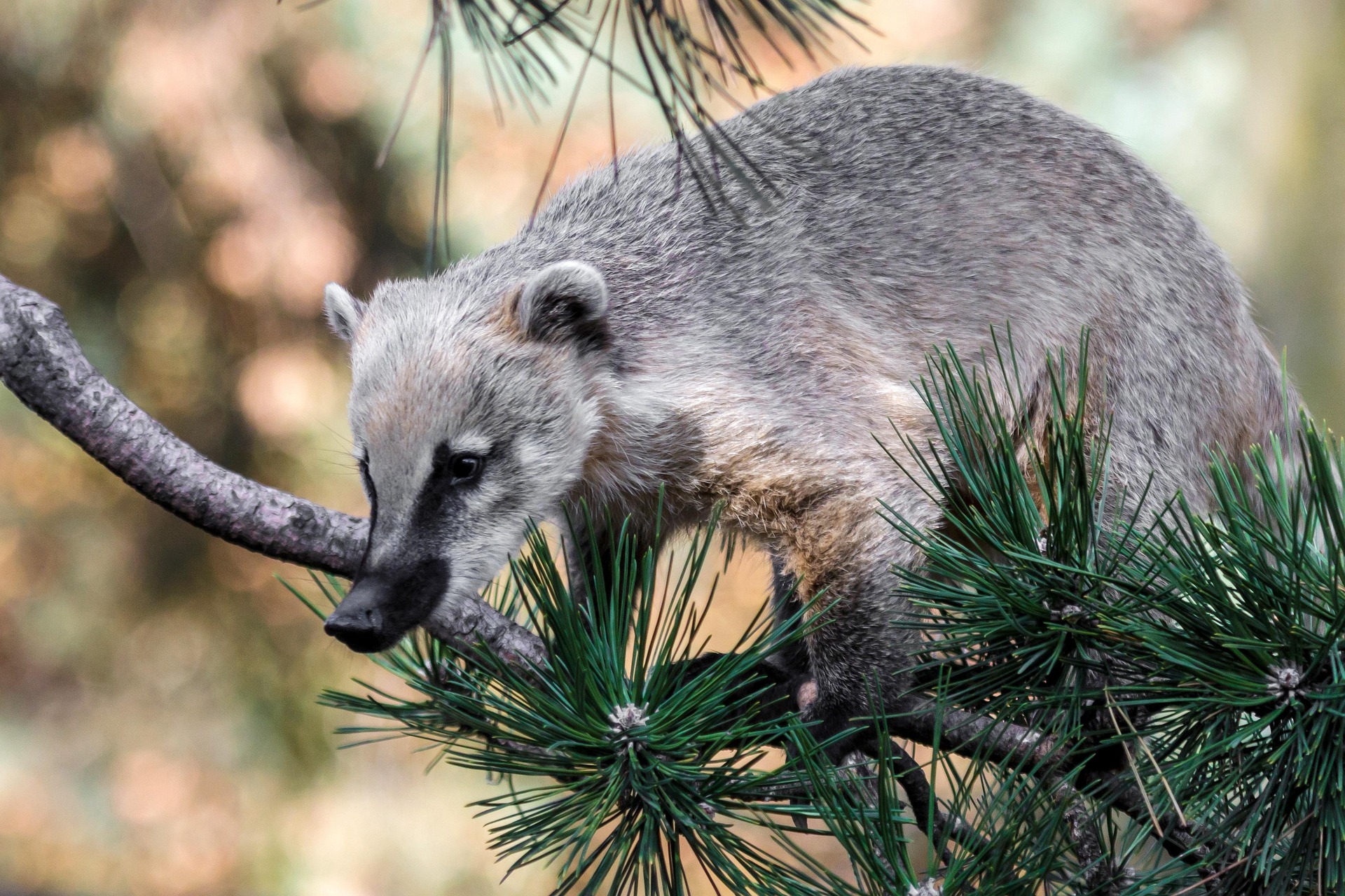 coati in pine tree