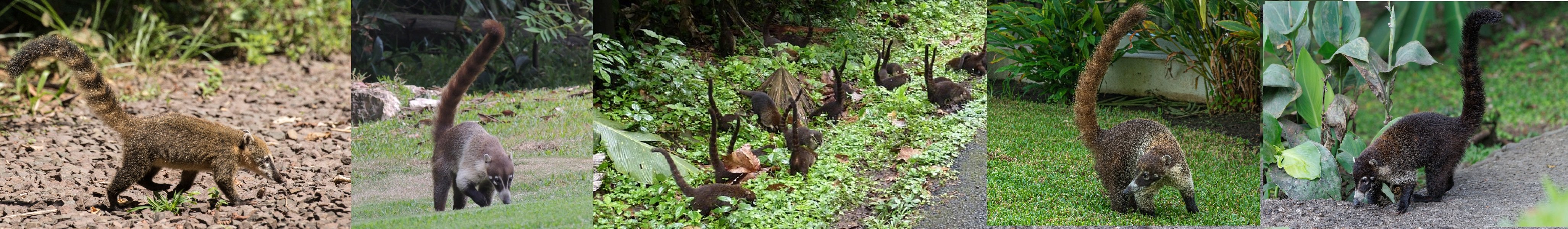 coati tails up