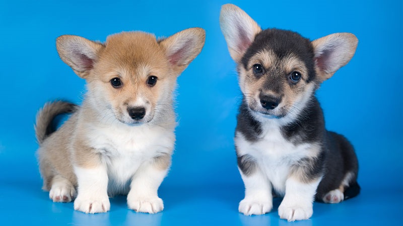 two adorable corgi puppies