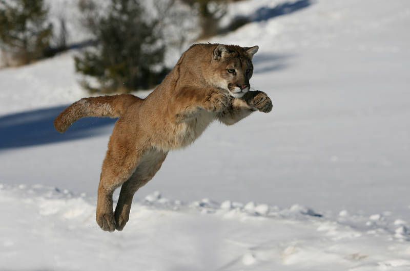 leaping cougar