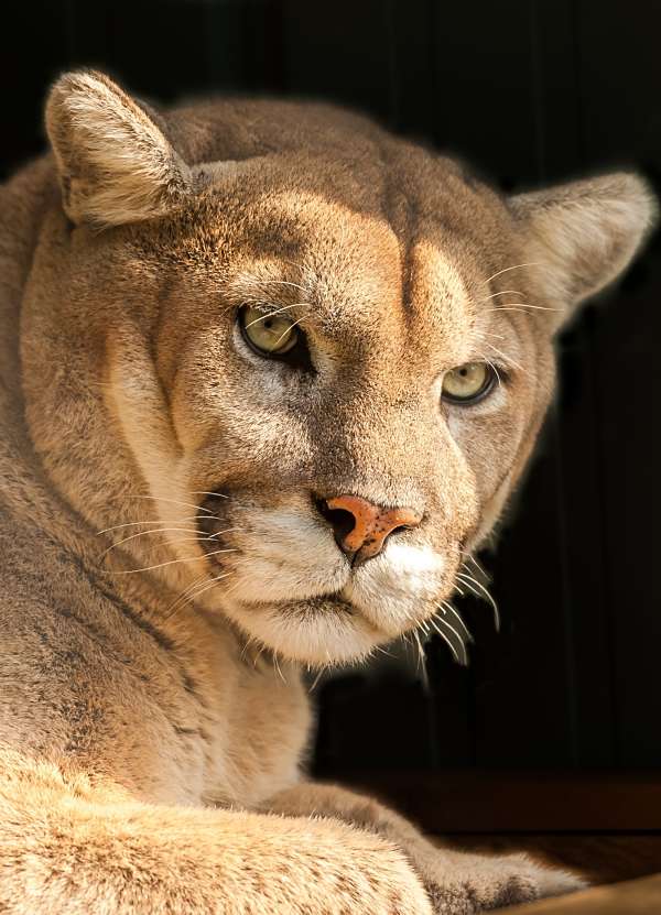 cougar portrait