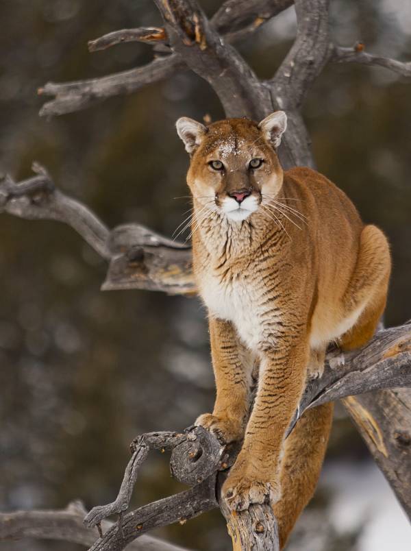 cougar story