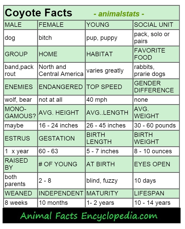 coyote animal stats