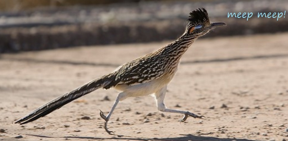 greater roadrunner