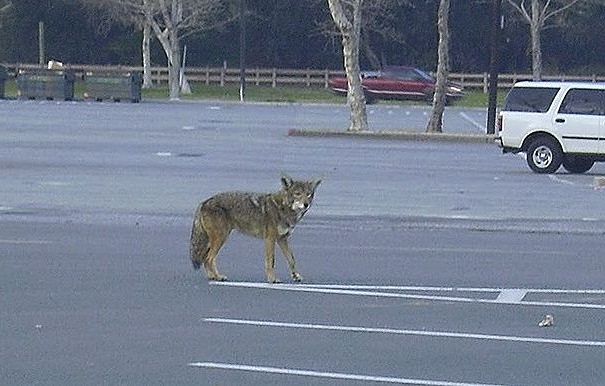 urban coyote