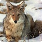 Desert Animals - Animal Facts Encyclopedia Desert Animals - Animal Facts Encyclopedia