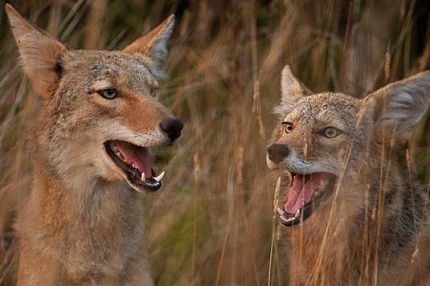 coyote pair