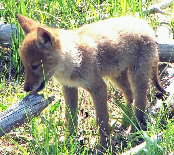 coyote pup