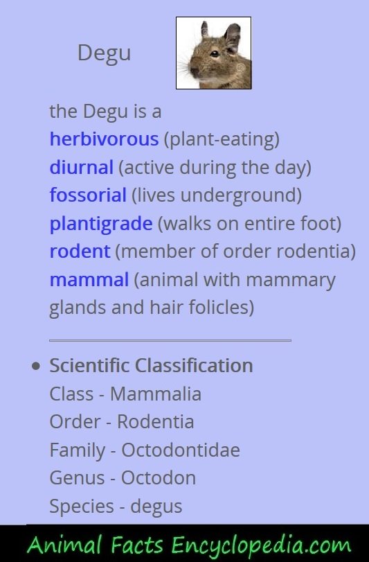 degu info