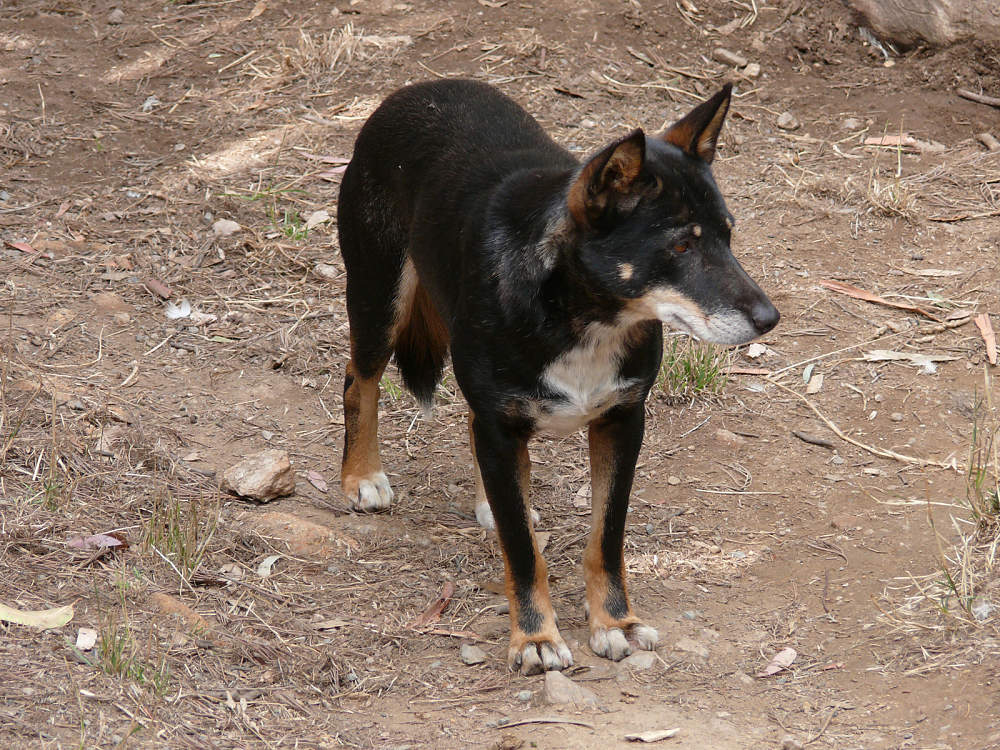 black and tan dingo