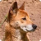 dingo facts