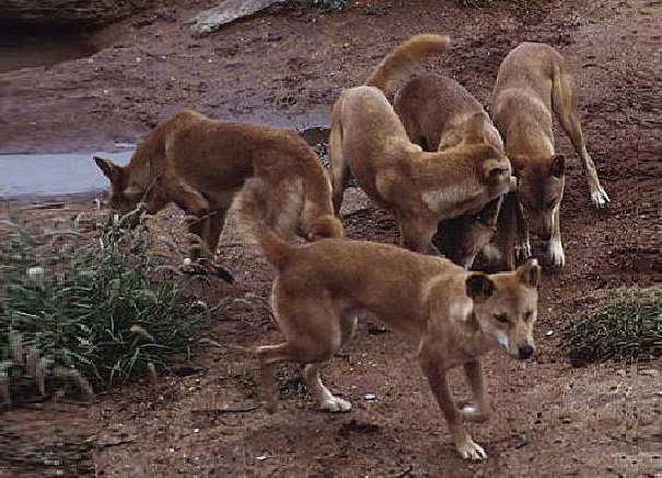 dingo pack