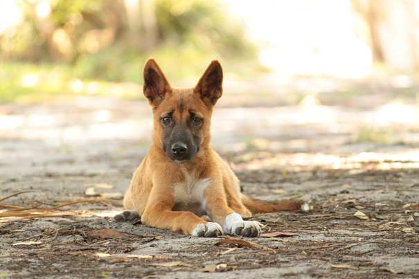 dingo pup