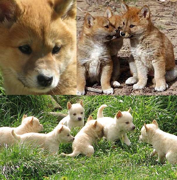 dingo babies