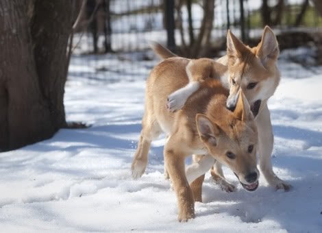 dingo teens wrestling