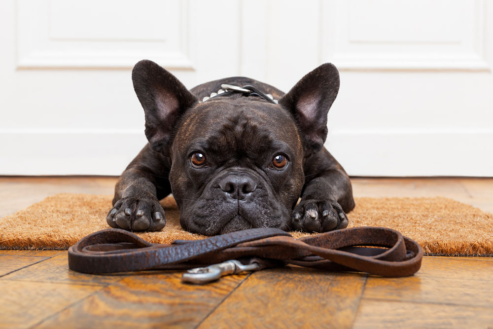 French bulldog waiting for a walk