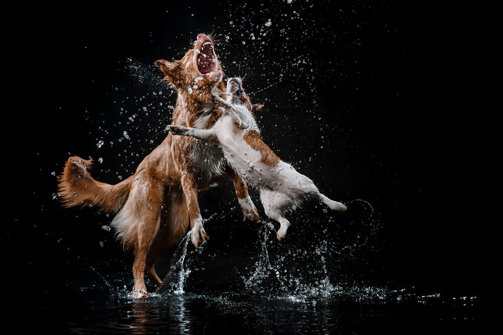 jack russell and tolling dog battle it out