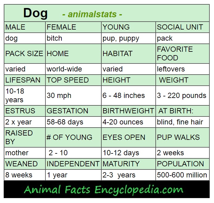 dog animal stats