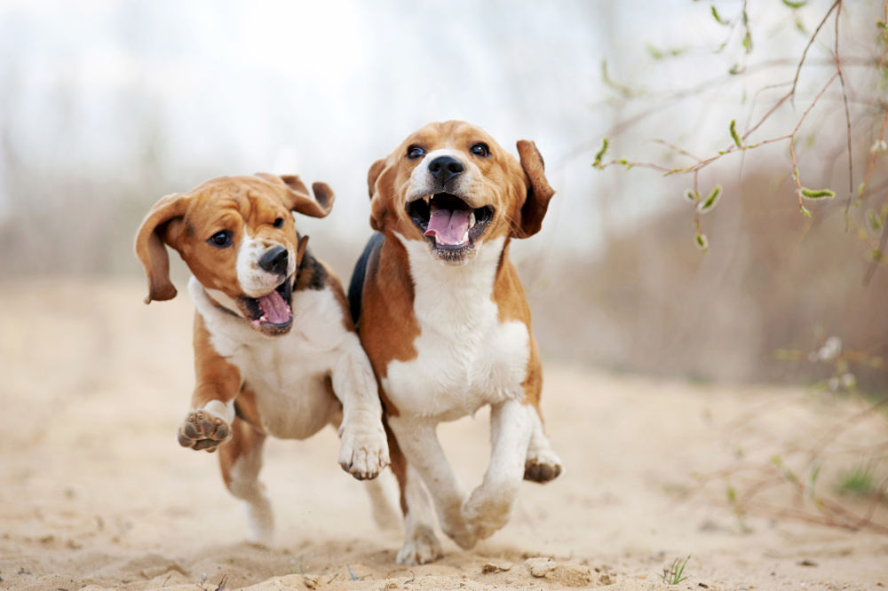 beagles