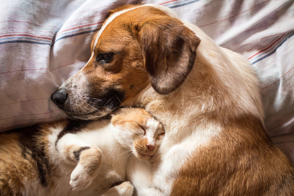 dog and kitty snuggle