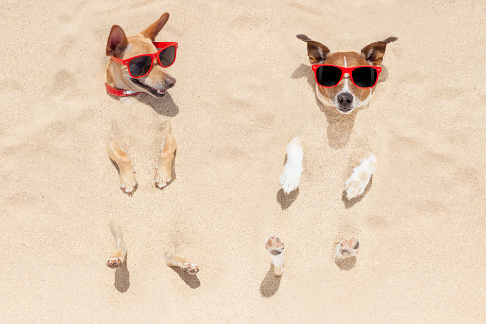 jack russells sunbathe