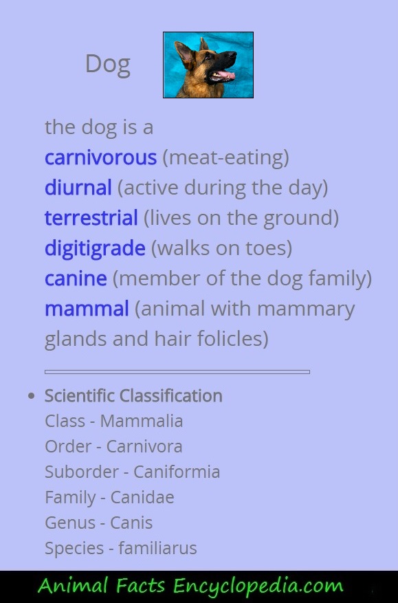 dog scientific info