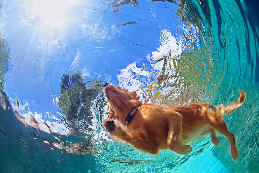 golden swimming